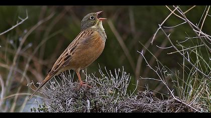 Ortolan Bunting