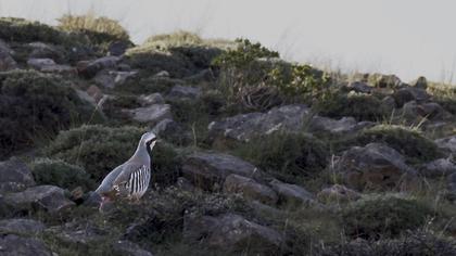 Chukar Partridge
