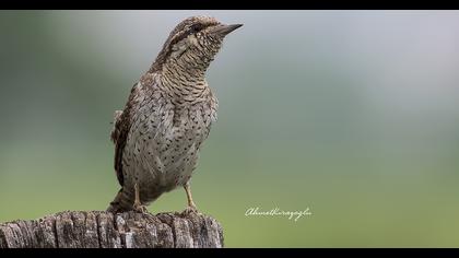 Eurasian Wryneck