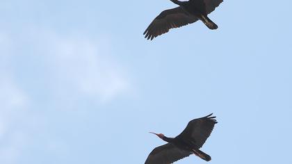 Northern Bald Ibis