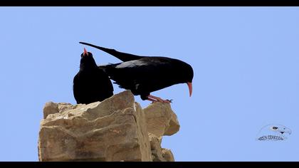 Red-billed Chough