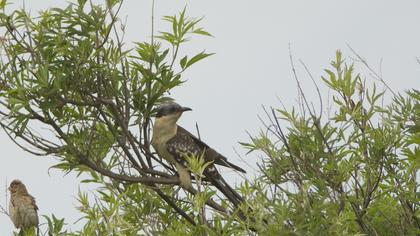 Great Spotted Cuckoo
