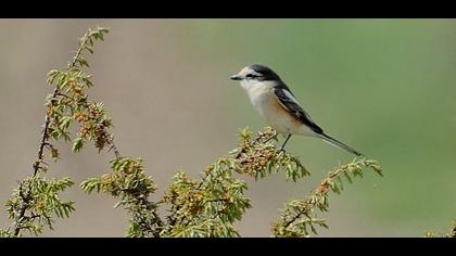 Masked Shrike
