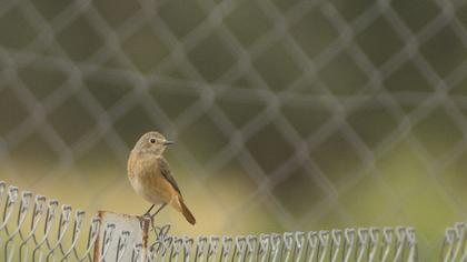 Common Redstart