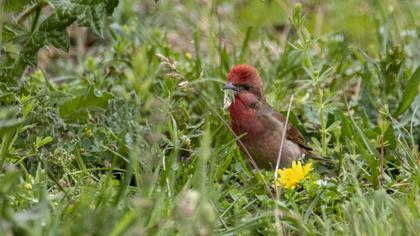 Common Rosefinch