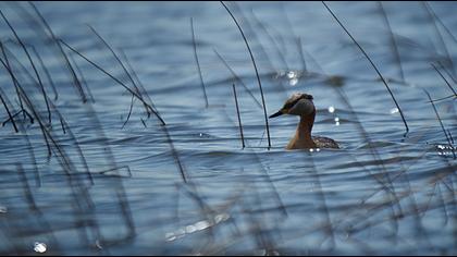 Red-necked Grebe