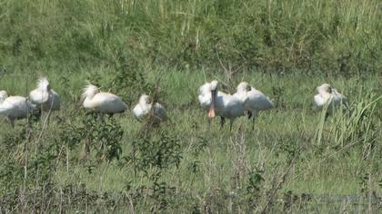 Eurasian Spoonbill