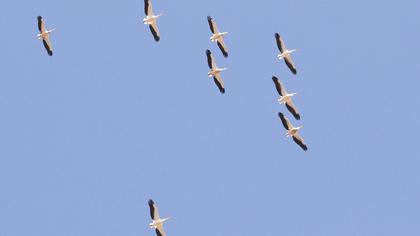 Great White Pelican