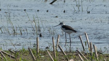 Black-winged Stilt