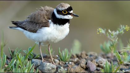 Little Ringed Plover