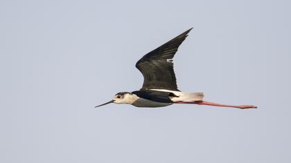 Black-winged Stilt