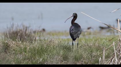 Glossy Ibis