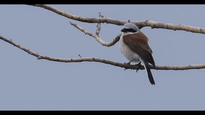 Red-backed Shrike
