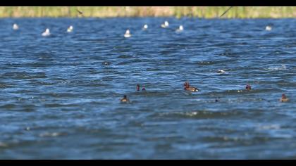 Ferruginous Duck