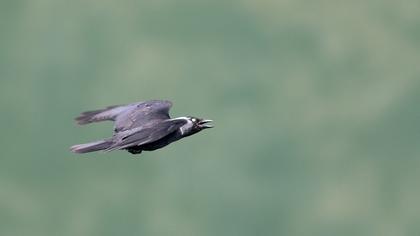 Western Jackdaw