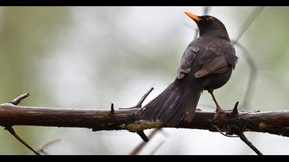 Common Blackbird