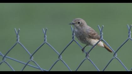 Black Redstart