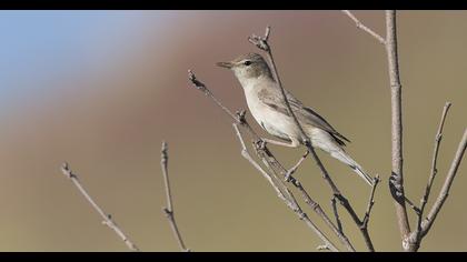Eastern Olivaceous Warbler