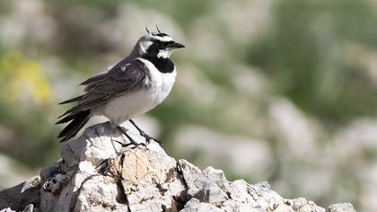 Horned Lark