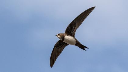 Alpine Swift