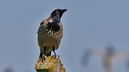 Hooded Crow