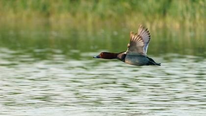 Common Pochard