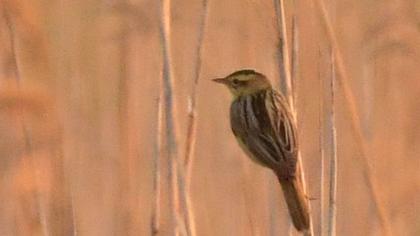 Aquatic Warbler