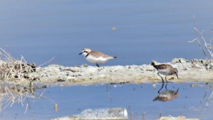 Kentish Plover