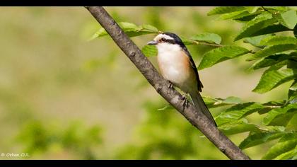 Masked Shrike