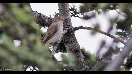 Spotted Flycatcher