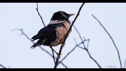 Rosy Starling