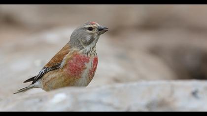 Common Linnet