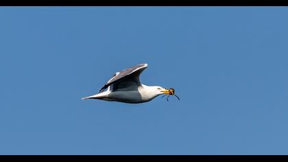 Yellow-legged Gull