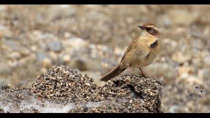 Radde`s Accentor