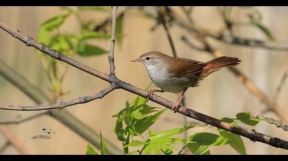 Cetti`s Warbler