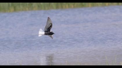 White-winged Tern