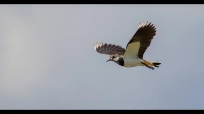 Northern Lapwing