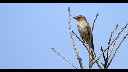 Spotted Flycatcher