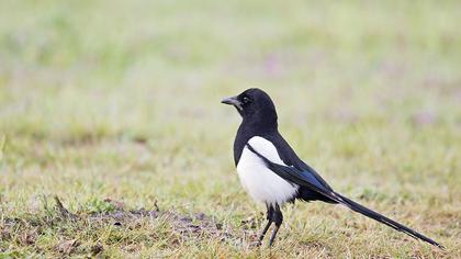 Eurasian Magpie