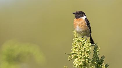 European Stonechat