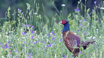 Common Pheasant
