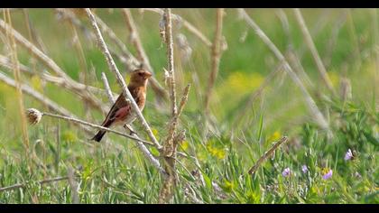 Eurasian Crimson-winged Finch