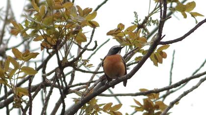 White-throated Robin