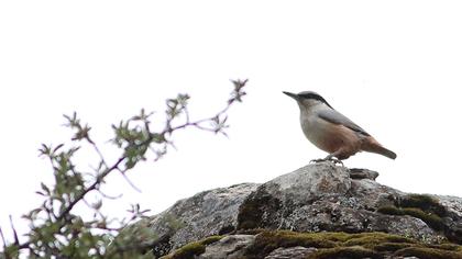 Eastern Rock Nuthatch