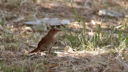 Thrush Nightingale