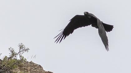 Northern Raven