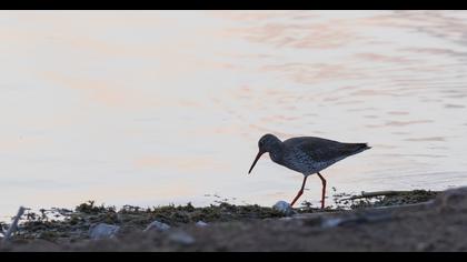 Common Redshank