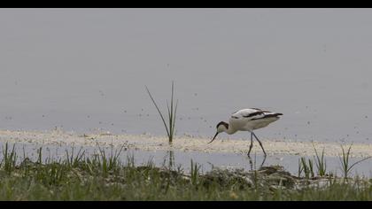 Pied Avocet