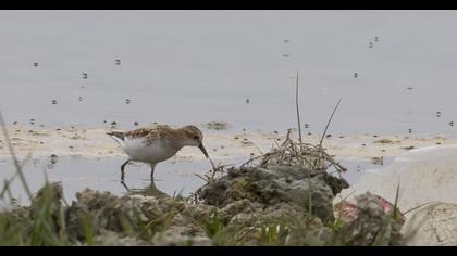 Little Stint