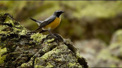 White-throated Robin